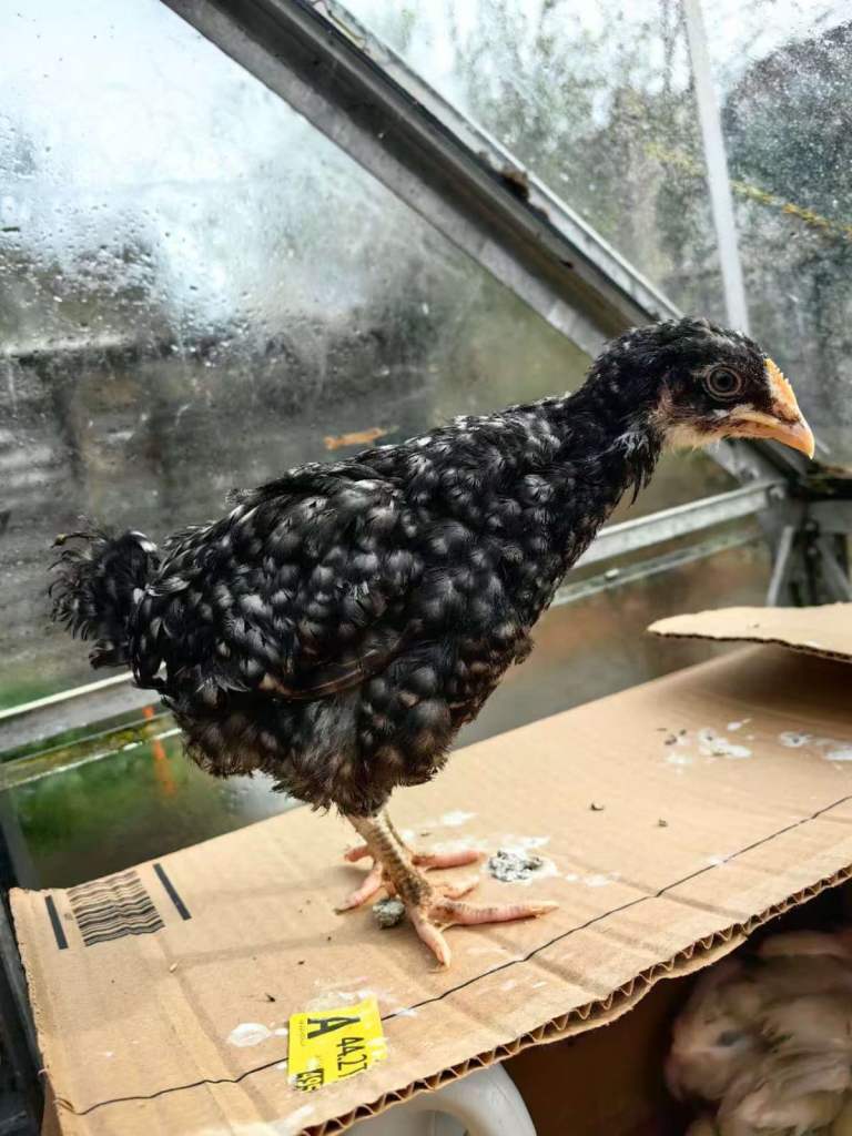 8 weeks old chicken for sale in Cambridge