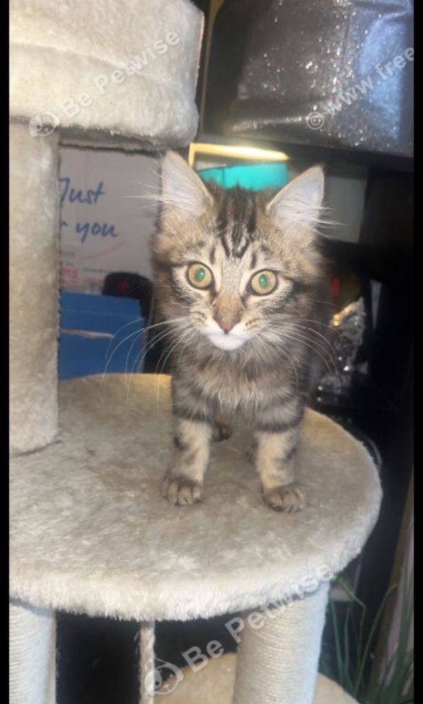 Norwegian forest/mainecoon kitten 