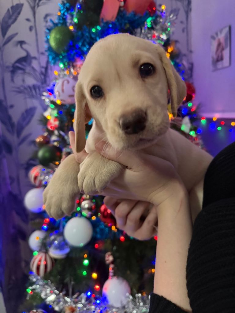 Labrador puppy’s kc registered 