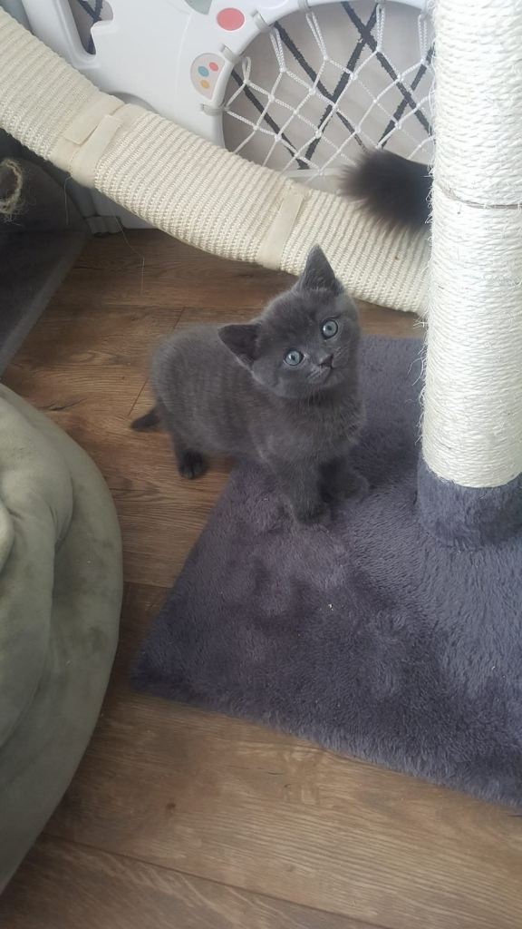 Blue British shorthairs 