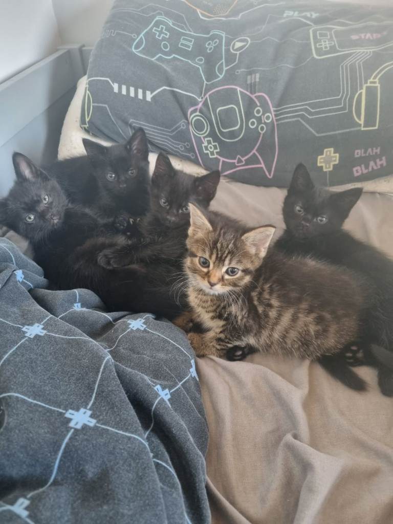 X3 black kittens for sale