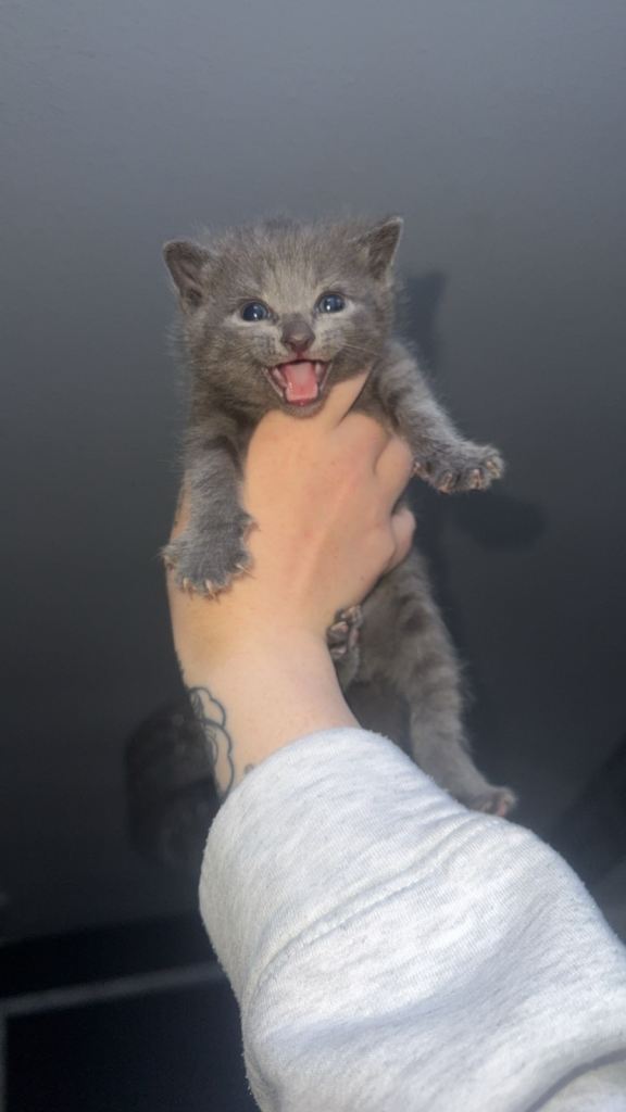 Kittens 