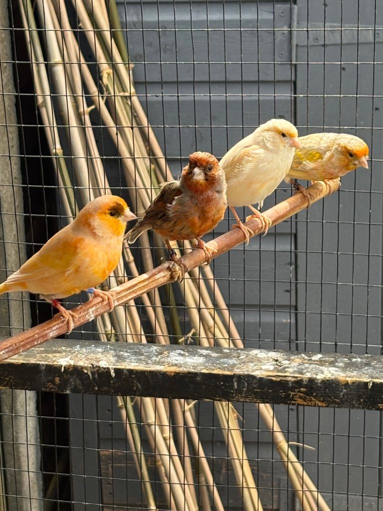 Canary 