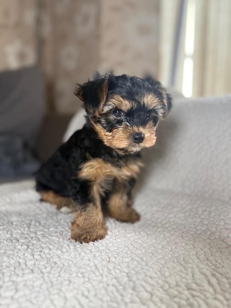 Yorkshire Terrier puppy
