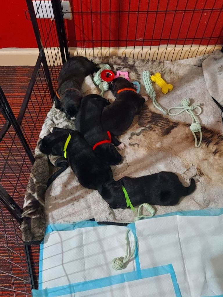 St Bernard x Collie/Belusky x Springer Puppies