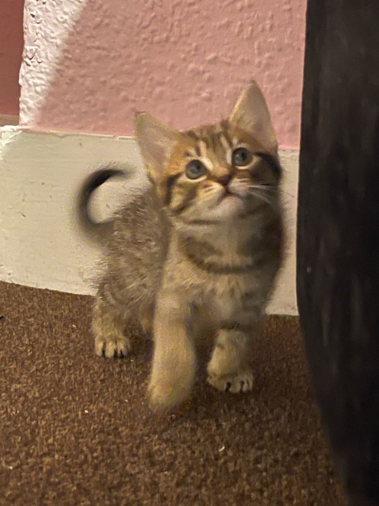 4 Kittens