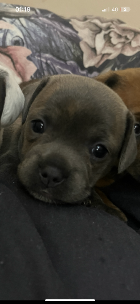 Frenchweiner ready now 