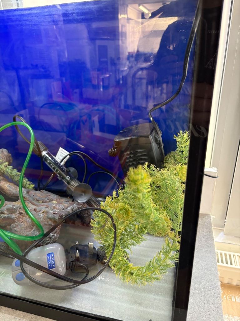 Tetra fish tank