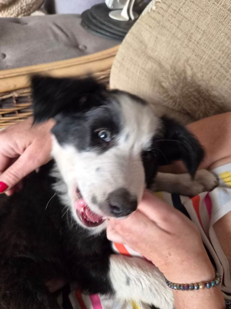 Boarder collie