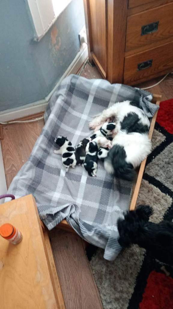 Shih Tzu X Jack Russell Puppies 