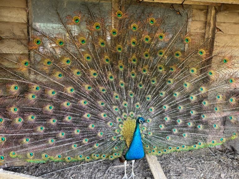 Peacock, young adult male, 2 years old