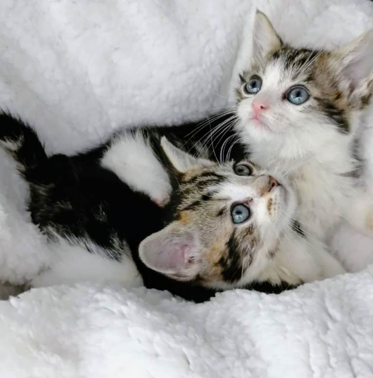 image for A delightful litter of Ragdoll x Bengal kittens ready for forever new homes