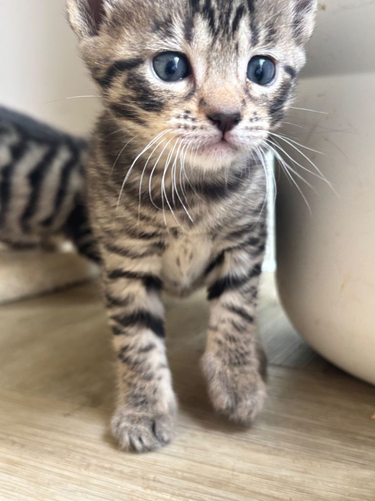 Bengal Mix Kittens 