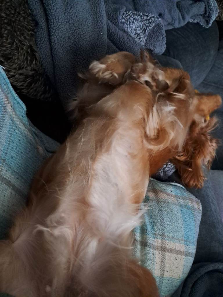 19 month old Cocker Spaniel