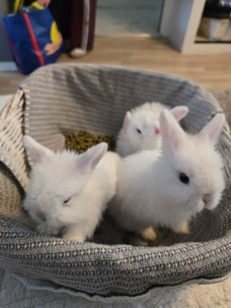 Adorable Pure White Mini Lop Baby Bunnies – Ready Soon! 🐰✨