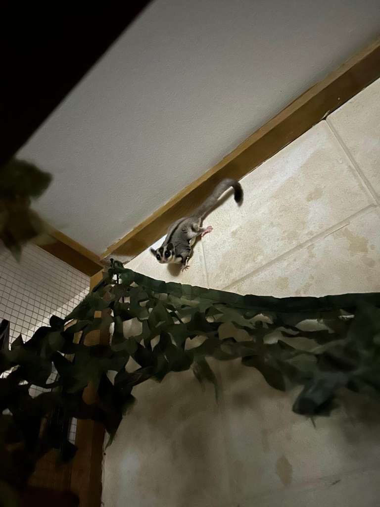1 year old male Sugar Glider