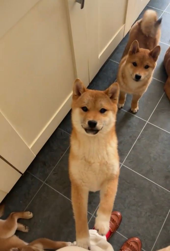 Shiba Inu Puppies – Ready Now – Price Reduced – Home Raised
