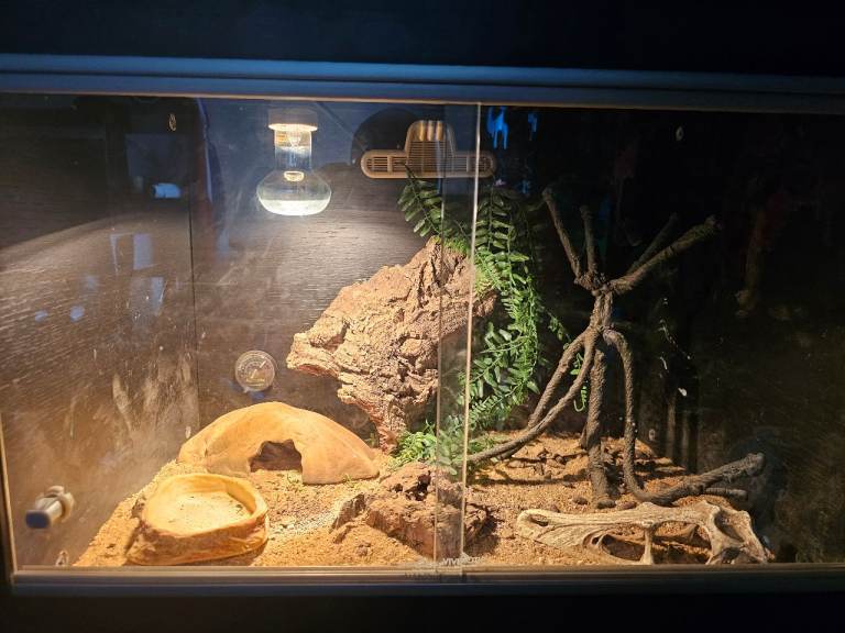 Full leopard gecko vivarium setup