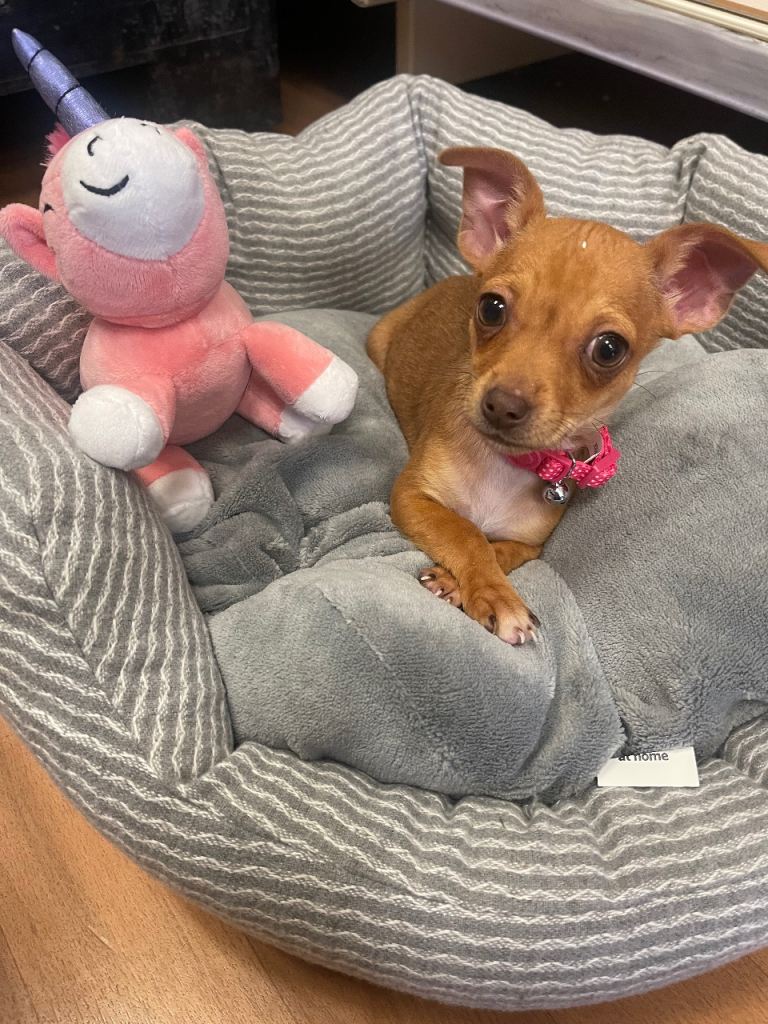 Chihuahua Puppy 12 weeks