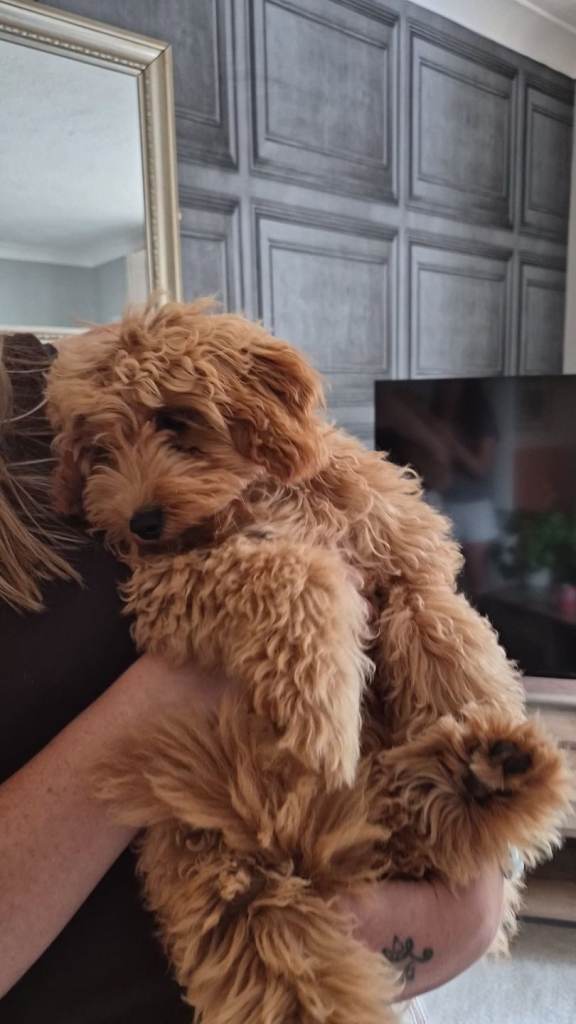 Beautiful female cavapoo!