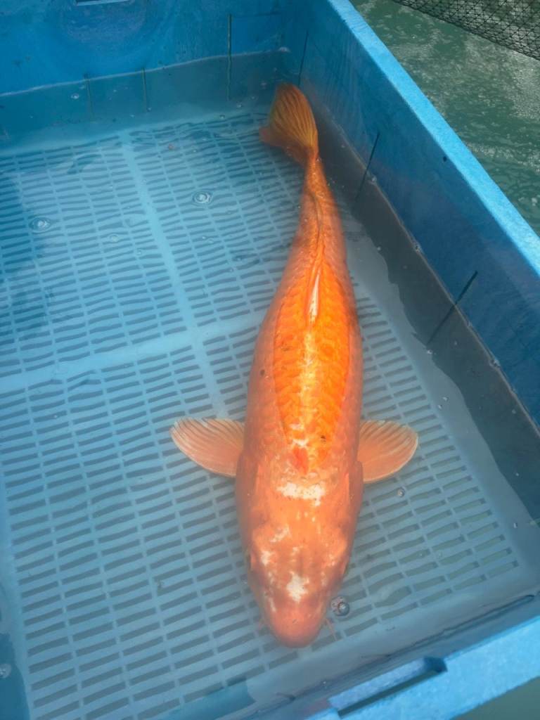 Jumbo Koi to clear 60cm 2 feet Bargain
