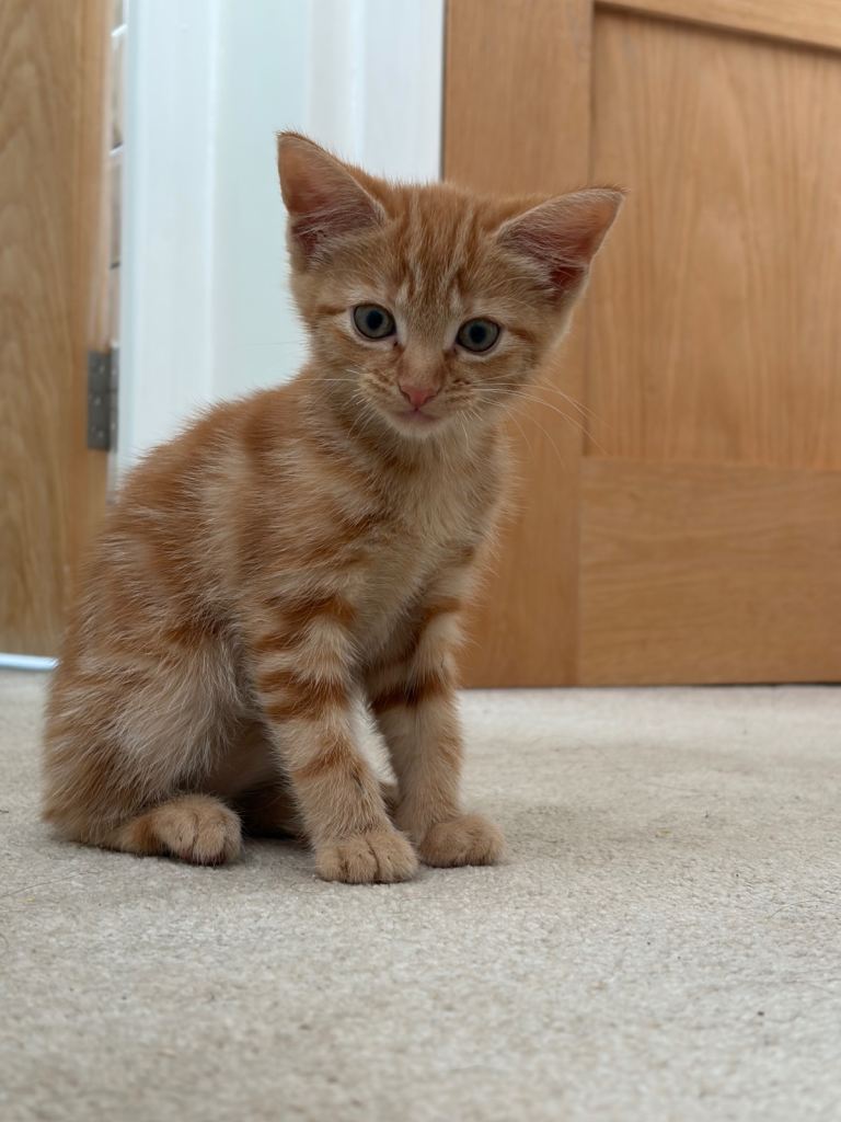 Ginger Kitten