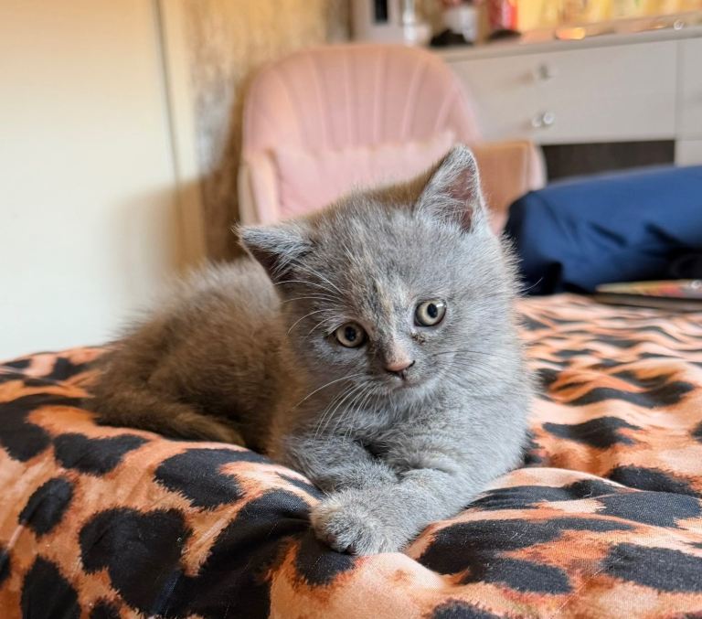 🐾 British Shorthair Kittens Looking for Their Forever Homes 🐾