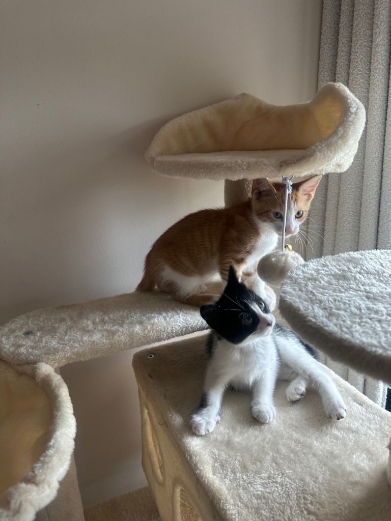 Beautiful ginger & black/white kittens 
