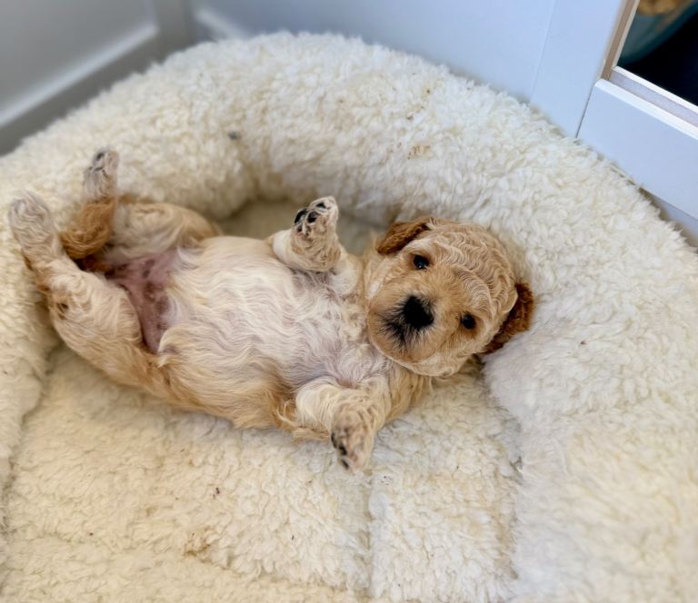 ✨Exceptional F1BB Cockapoo Puppies✨