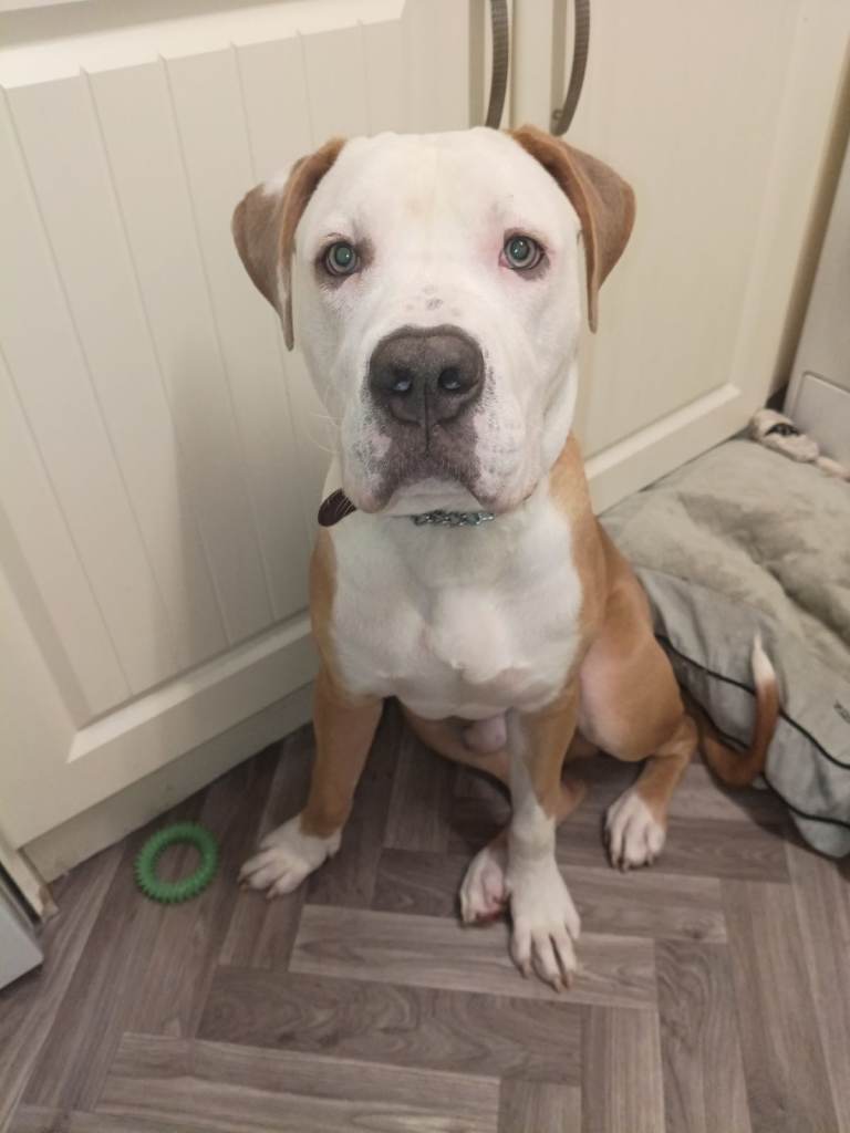 American bulldog male 6mth