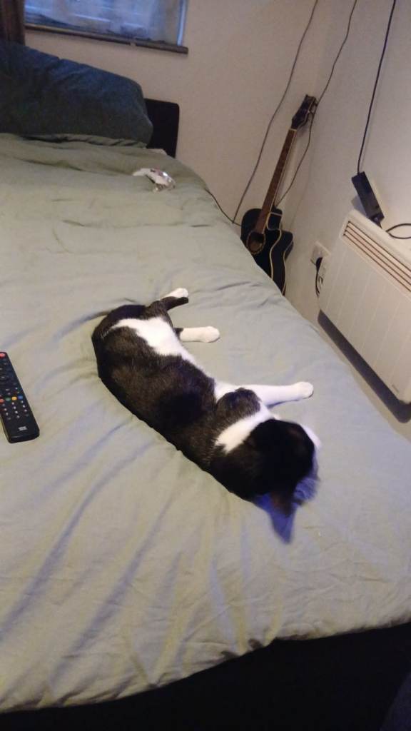 Tuxedo cat 