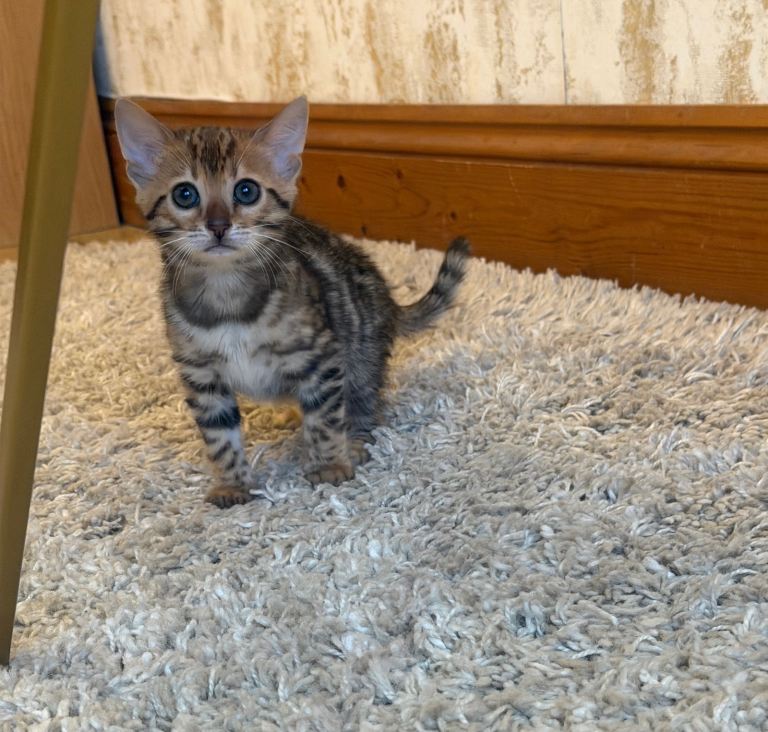 Show Quality Female Bengal