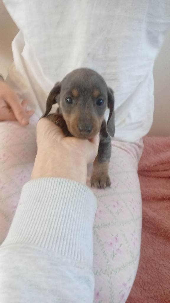 Dachshund puppys for sale 