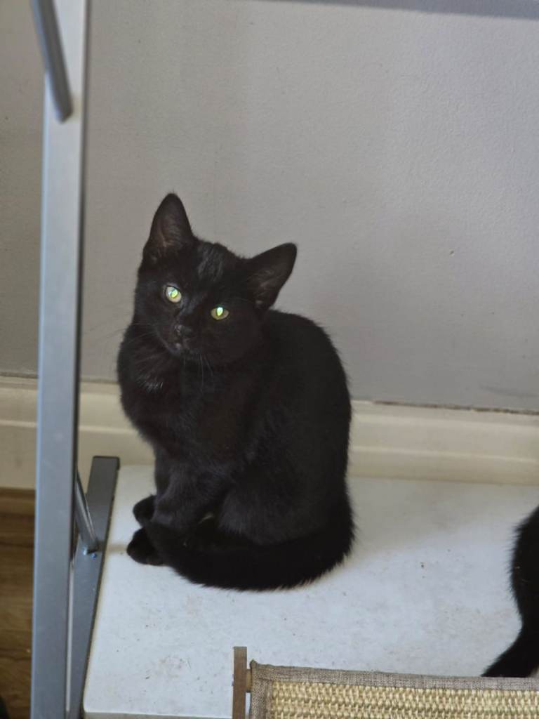 3 Kittens for sale