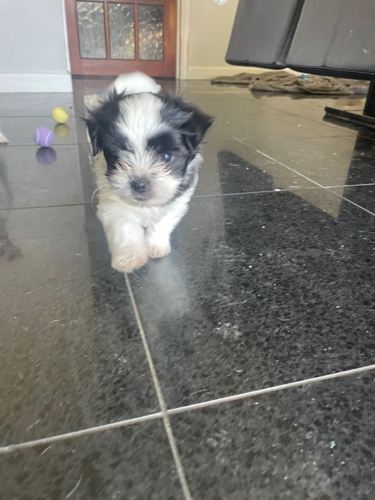 Tiny Chihuahua X Maltese Terrier Puppies