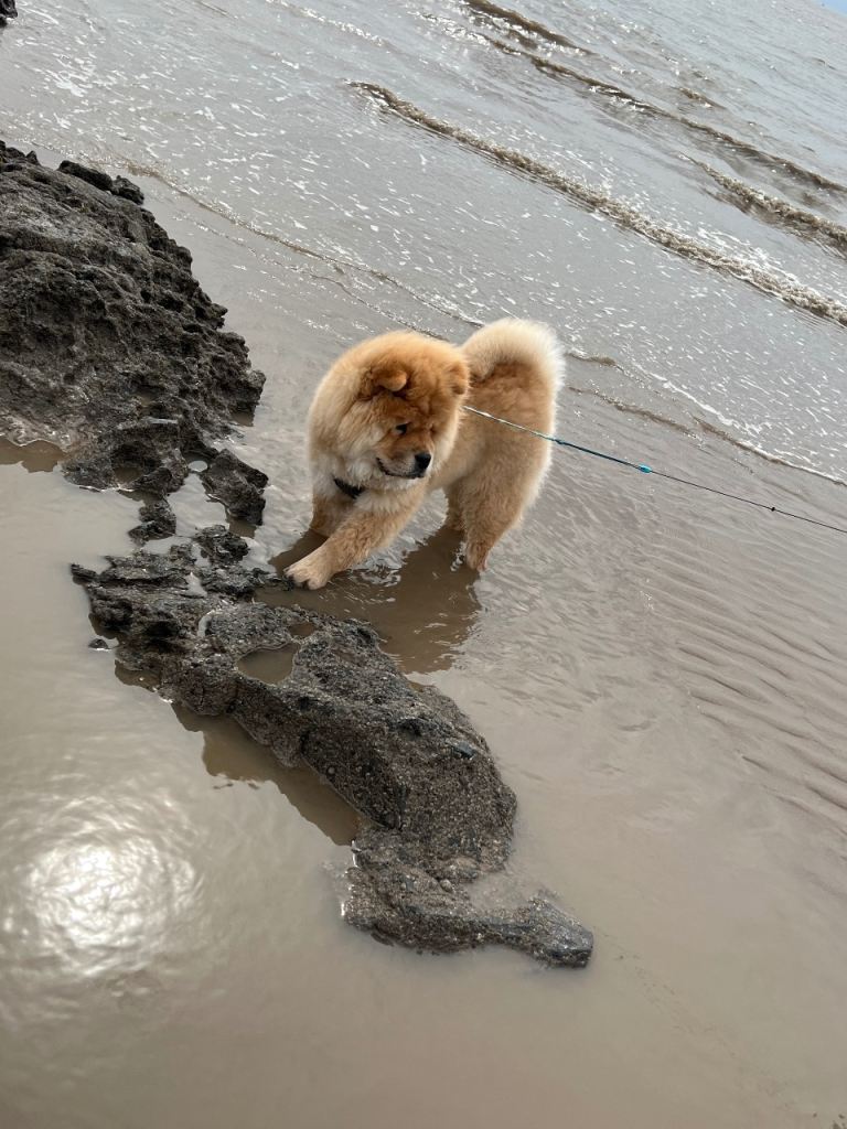 Full Breed male Chow chow 