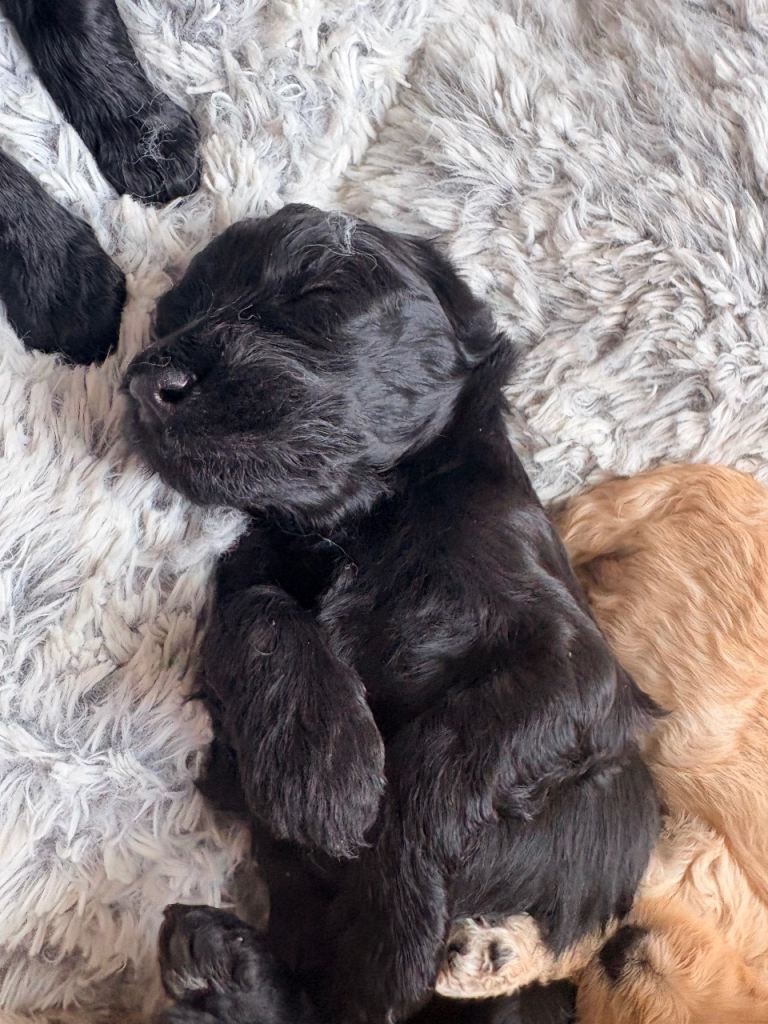 F1B Goldendoodle Puppies 