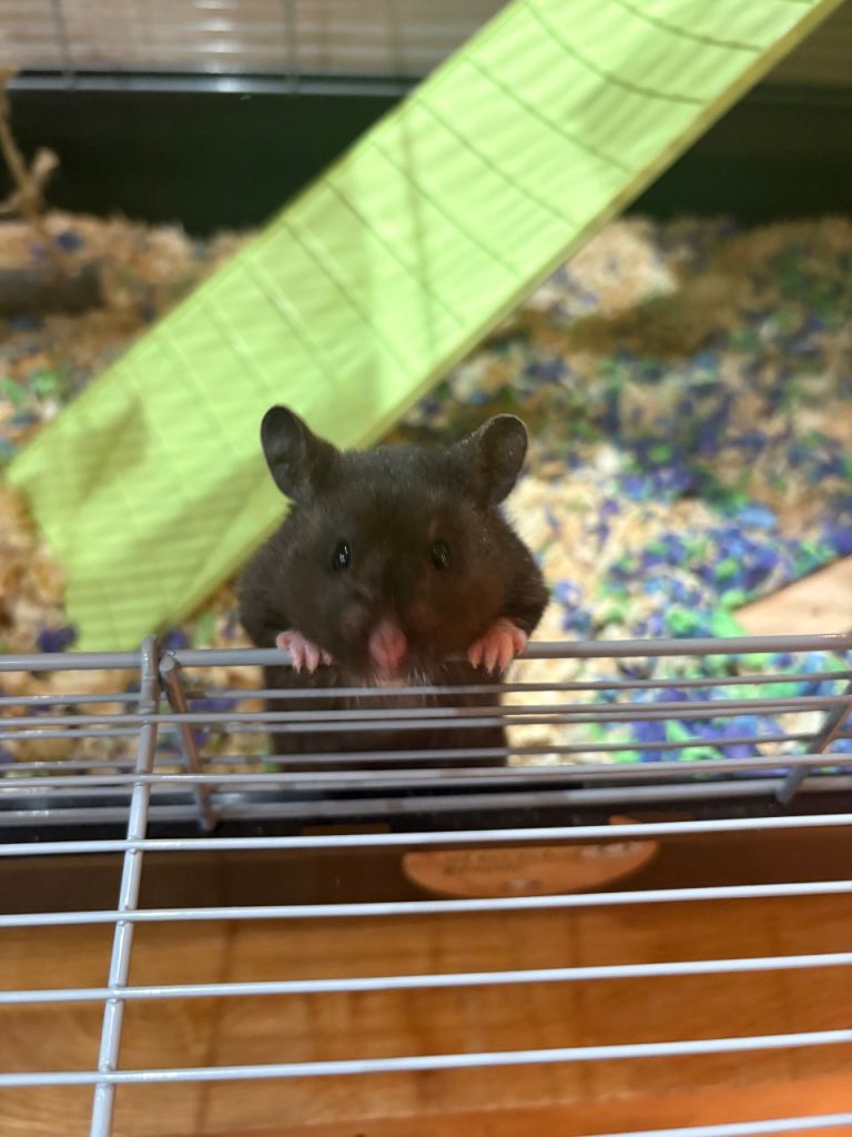 Female Syrian Hamster – Cage & Accessories Included