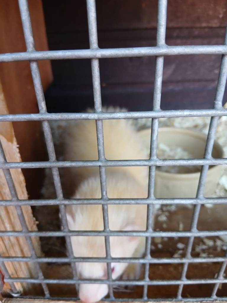 Adult ferrets 