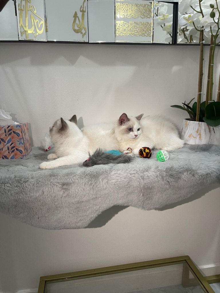 East European Ragdoll Kittens