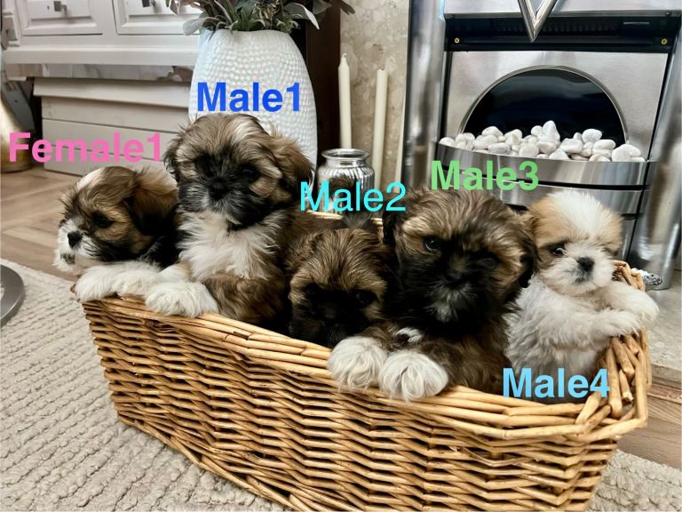 Lhasa apso puppies 
