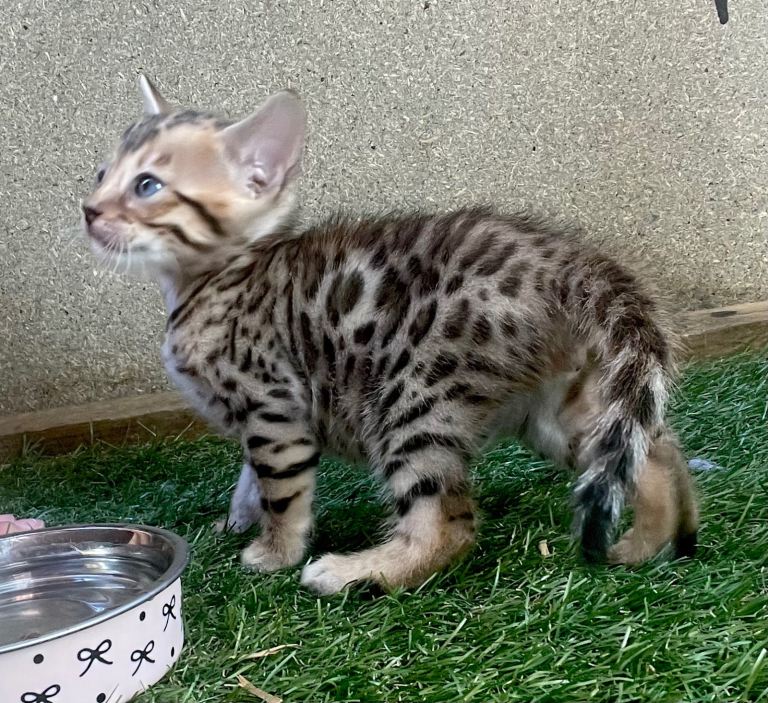 Beautiful full bengal kit 