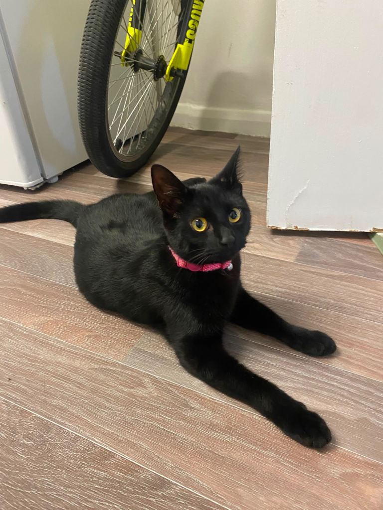 Black 10 month old kitten