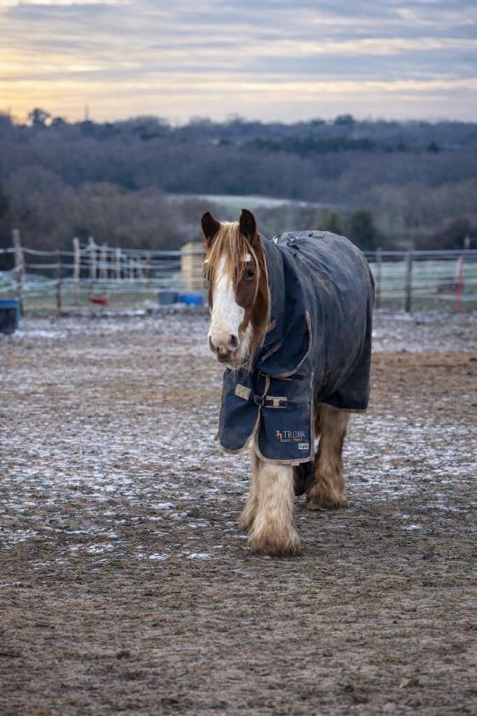 Two Beautiful Cob mares for sale