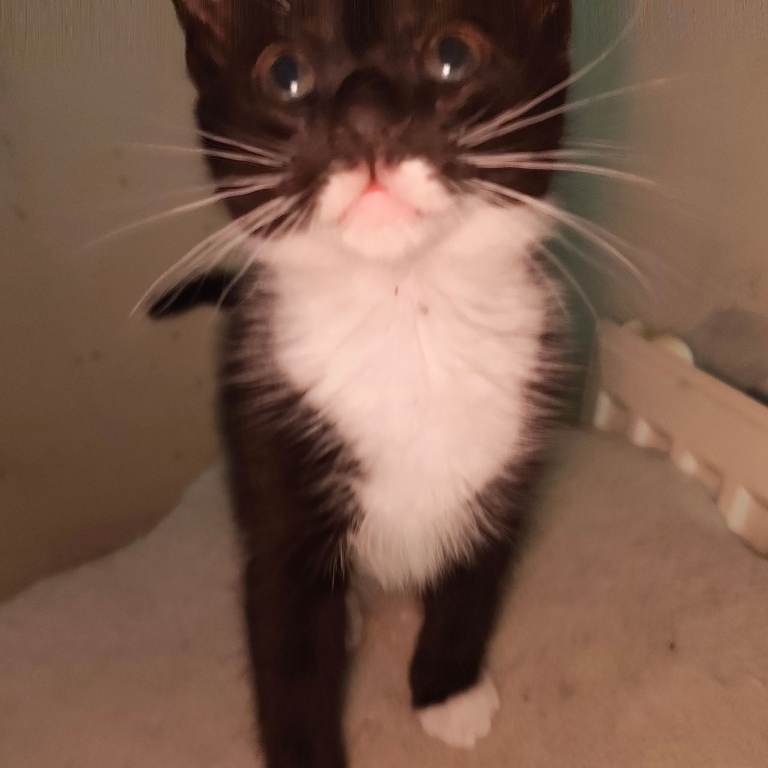 Kittens ready for new forever home 