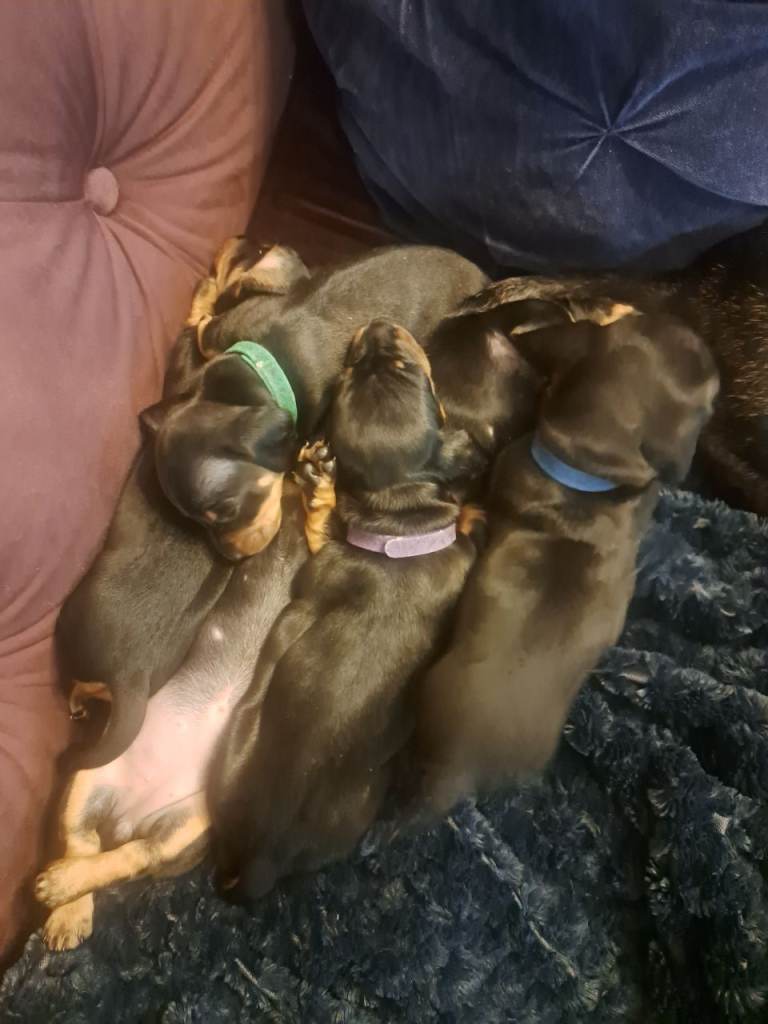 Minature Dachshund Puppies
