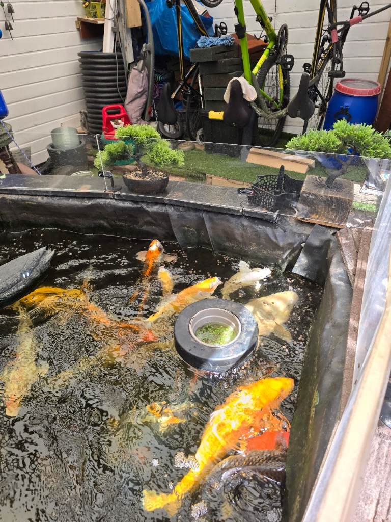 Fish