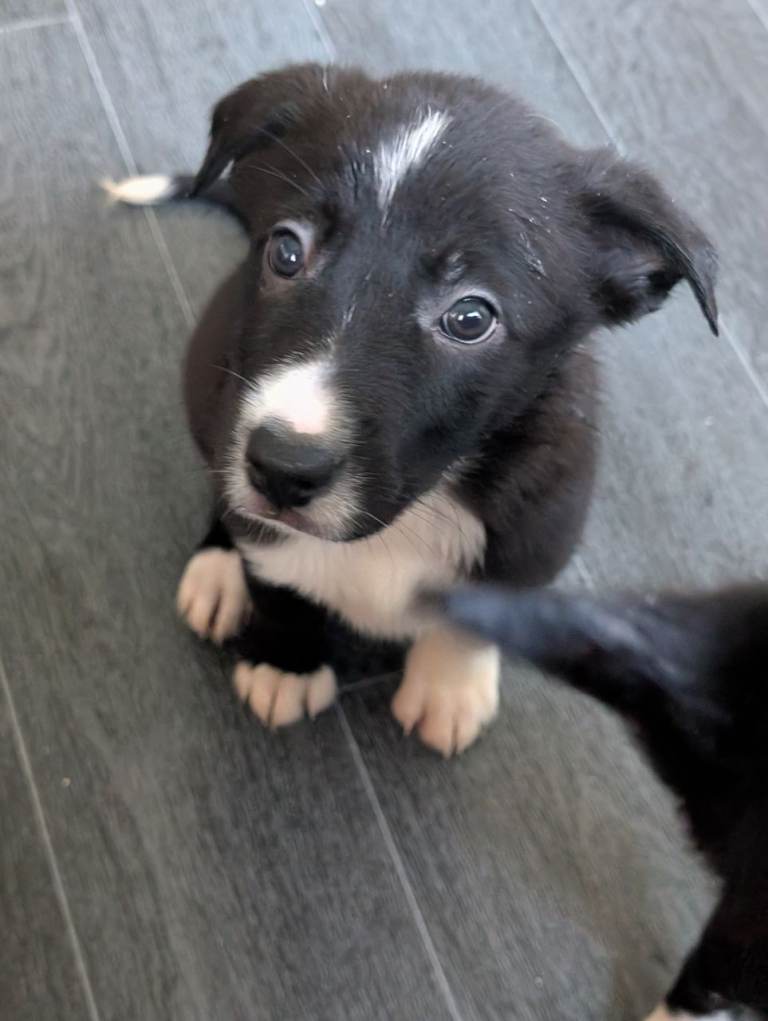 Border Collie puppies 