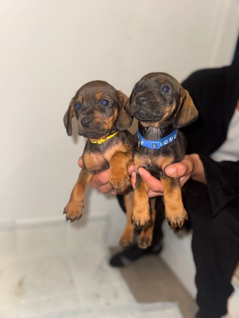 Last Boy Looking For New Home Blue Collar 