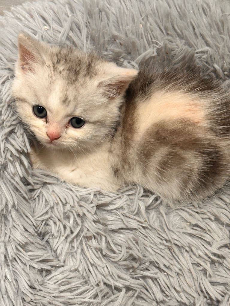 Lovely kitten 